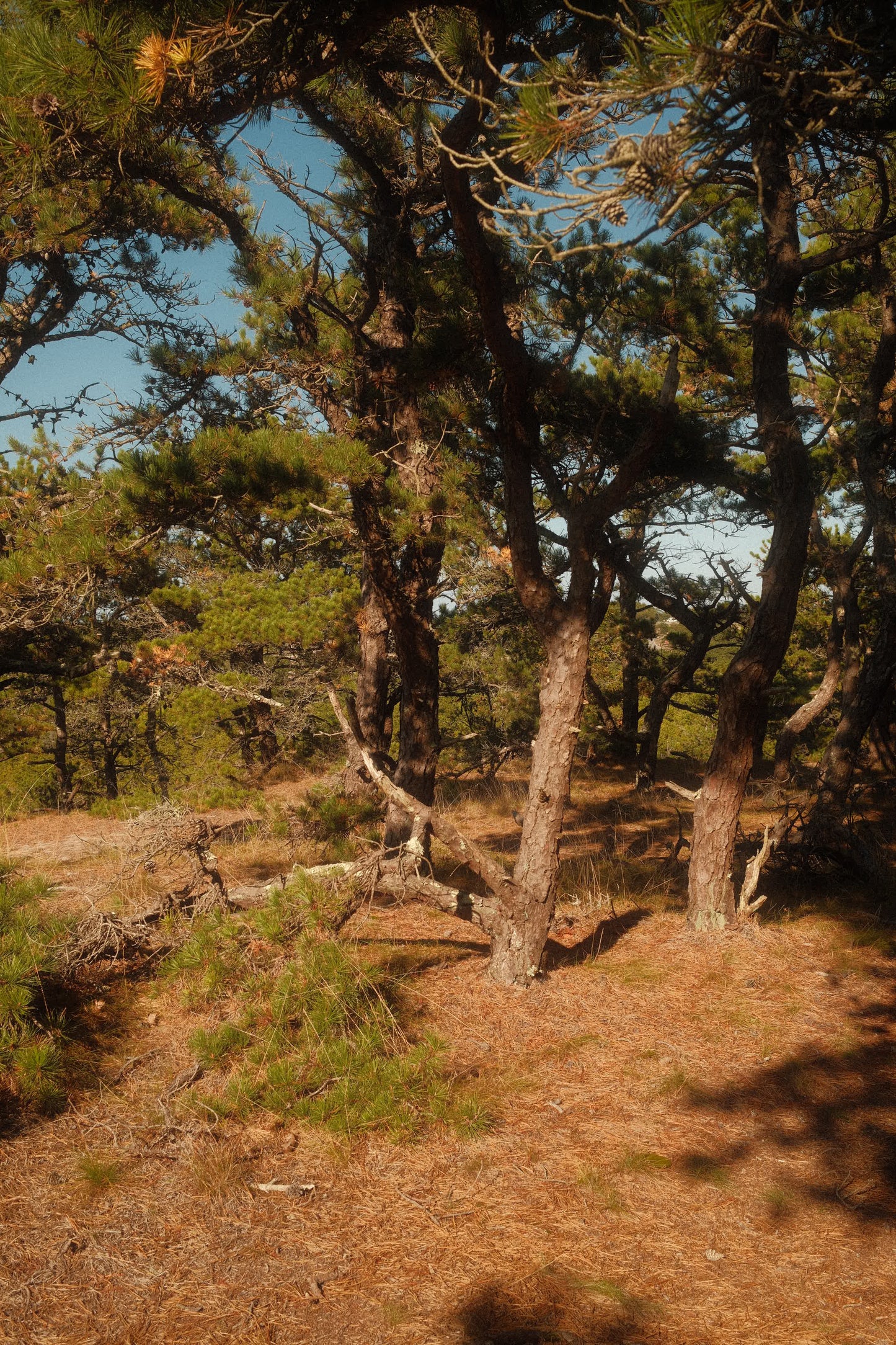 Beech Forest | 30ml Eau De Parfum